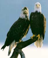 Resident Bald Eagles