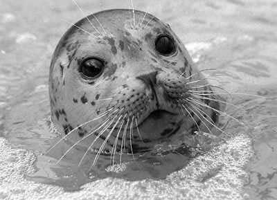 Pacific Harbour Seal