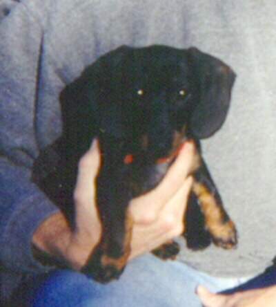 Image of schnitz2.jpg