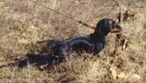 Image of schnitz3.jpg