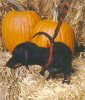 Image of schnitz4.jpg