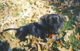 Image of schnitz6.jpg