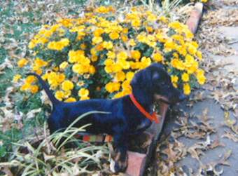 Image of schnitz7.jpg