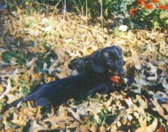 Image of schnitz8.jpg