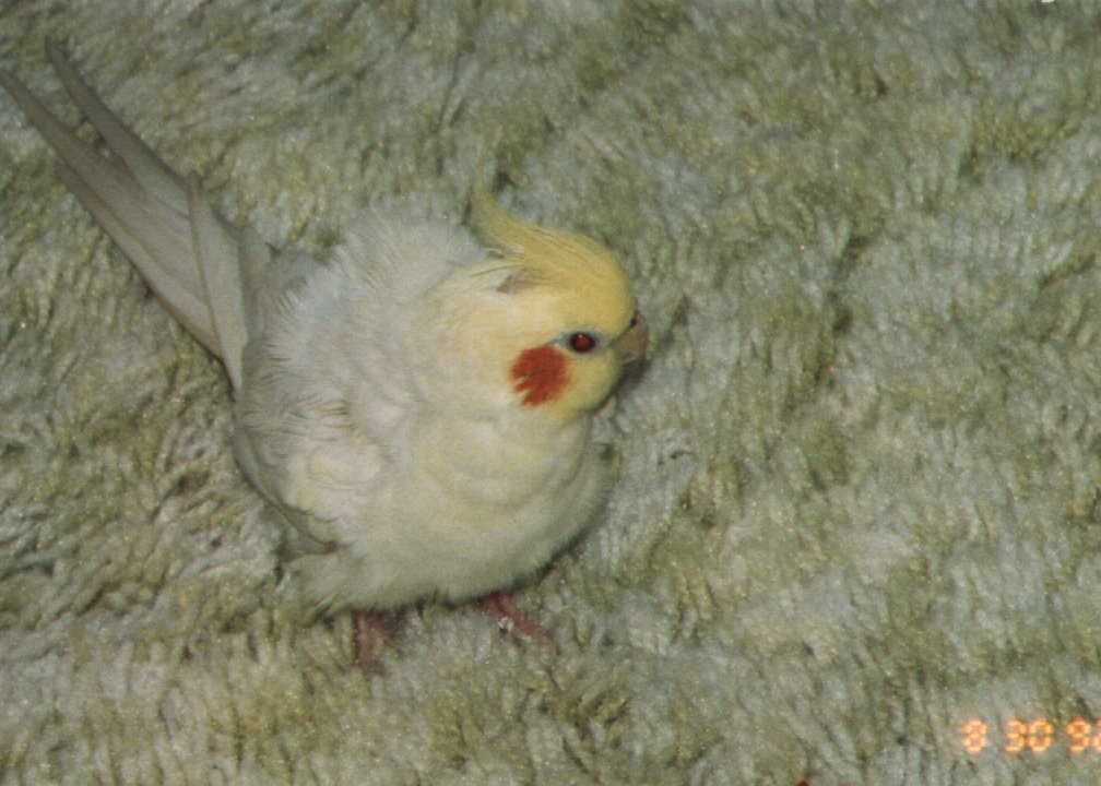 here's MAC!