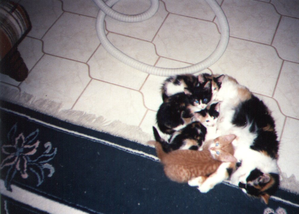 sheeba's babies