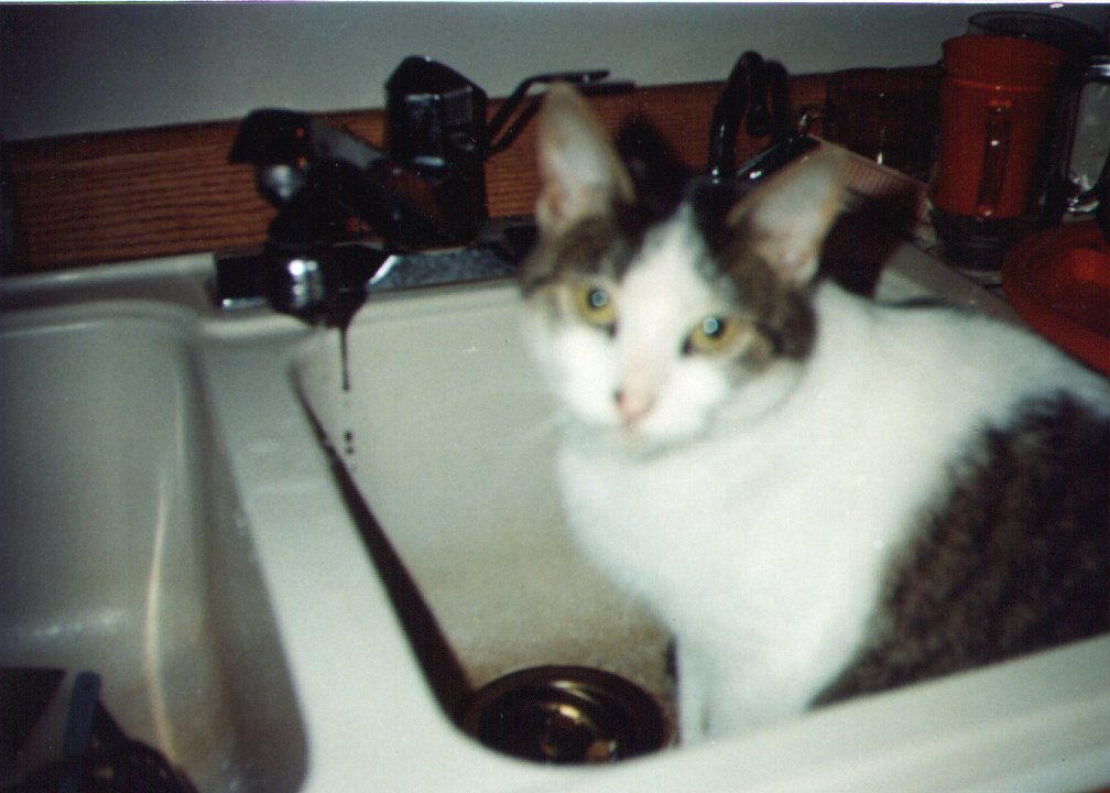 toad in sink