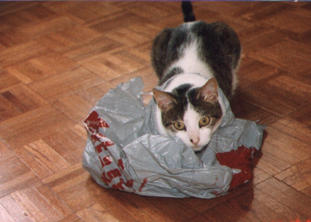 toad on bag.jpg