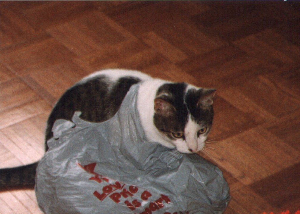 toad wrapped in bag