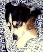 Goodbye Doggie (passed away April 2000)