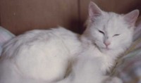 Snowy the cat