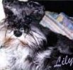 Lily
