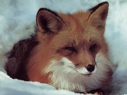 A local red fox in the early spring