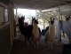 Yearlings