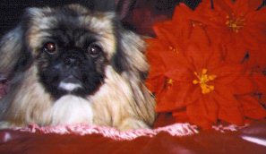 Muffi