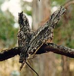 Pair of Frogmouths as broken branch.