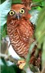 Christmas Island Hawk Owl