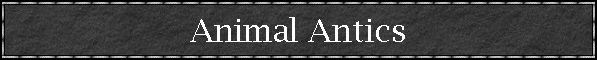 Animal Antics