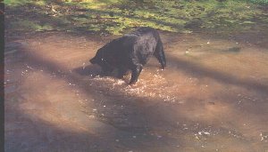 When the water splashed, she would bite it.