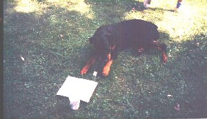 More play than paint