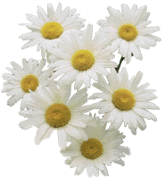 prastkrage.gif (13094 bytes)