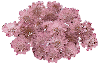 varrosa.gif (13328 bytes)