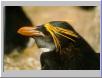 macaroni penguin