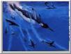 Deep-Diving Penguins