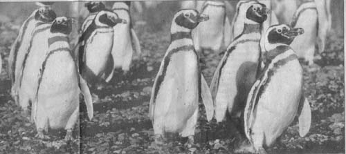 Marching in Patagonia!