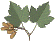 Leaf 2.bmp (28954 bytes)