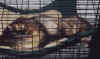 Ferrets in the Cage