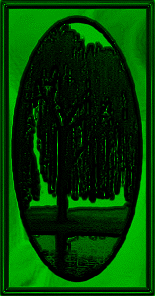 Its the only willow I could find!!