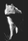 spirit wolf