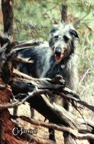 The most beautiful dog in the world!