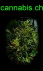 Cannabis.ch.jpg (3423 Byte)