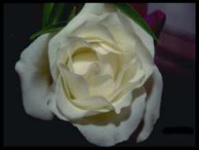 Look at my flower gallery!