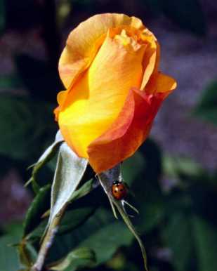 Look at it, it is much more bigger.