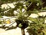 Papaya Tree