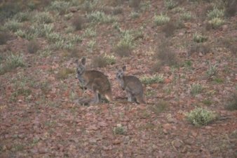 Australian Wildlife applet