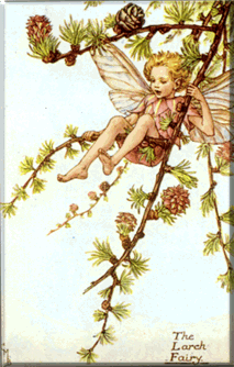 larch.gif (47370 bytes)