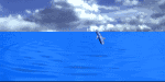 Dolphin2.gif