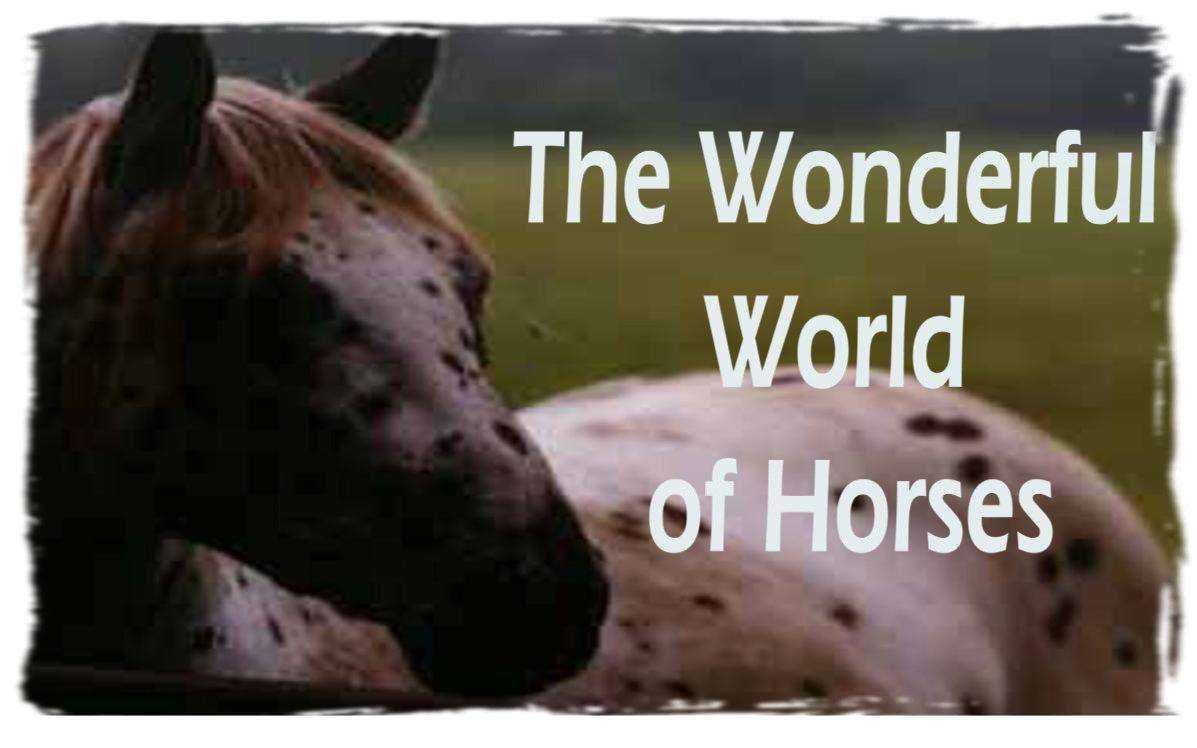The Wonderful World of Horses