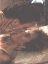Couvib.gif (3346 bytes)