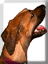 Doghead.gif (3266 bytes)
