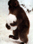 Monkey.GIF (3675 bytes)