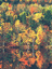 Nature.GIF (4401 bytes)