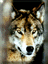 Wolf1.gif (4061 bytes)