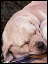 c21.gif (3781 bytes)