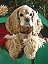 dog5.gif (4429 bytes)