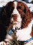ess-1.gif (4250 bytes)